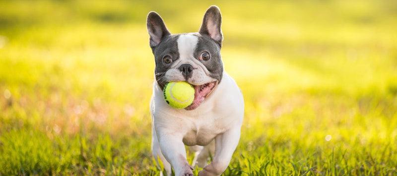 Exploring the Enchanting Appeal of French Bulldogs - Funny Nikko