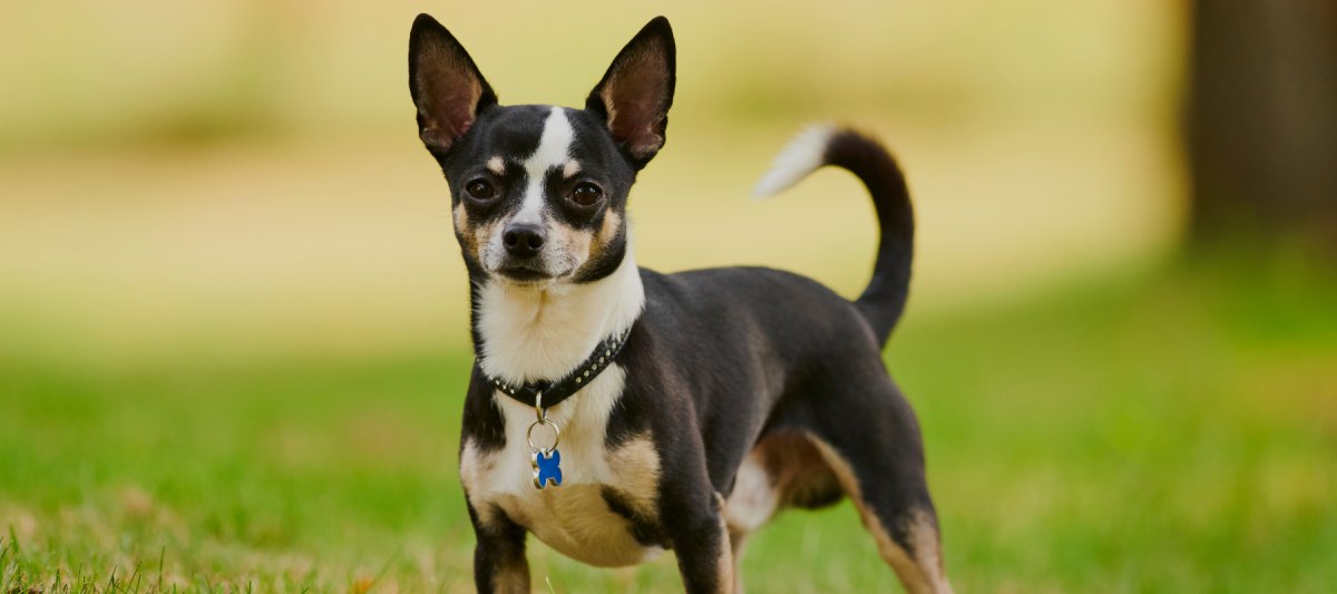 The World of Chihuahuas: Charming Companions - Funny Nikko