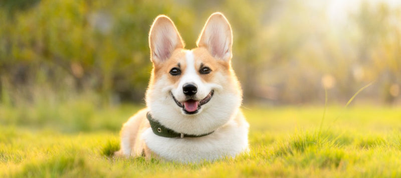 Unveiling the Cuteness and Charisma of the Enchanting Corgi - Funny Nikko