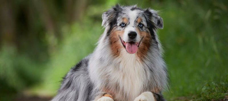 What Are the Benefits of Owning an Australian Shepherd? - Funny Nikko