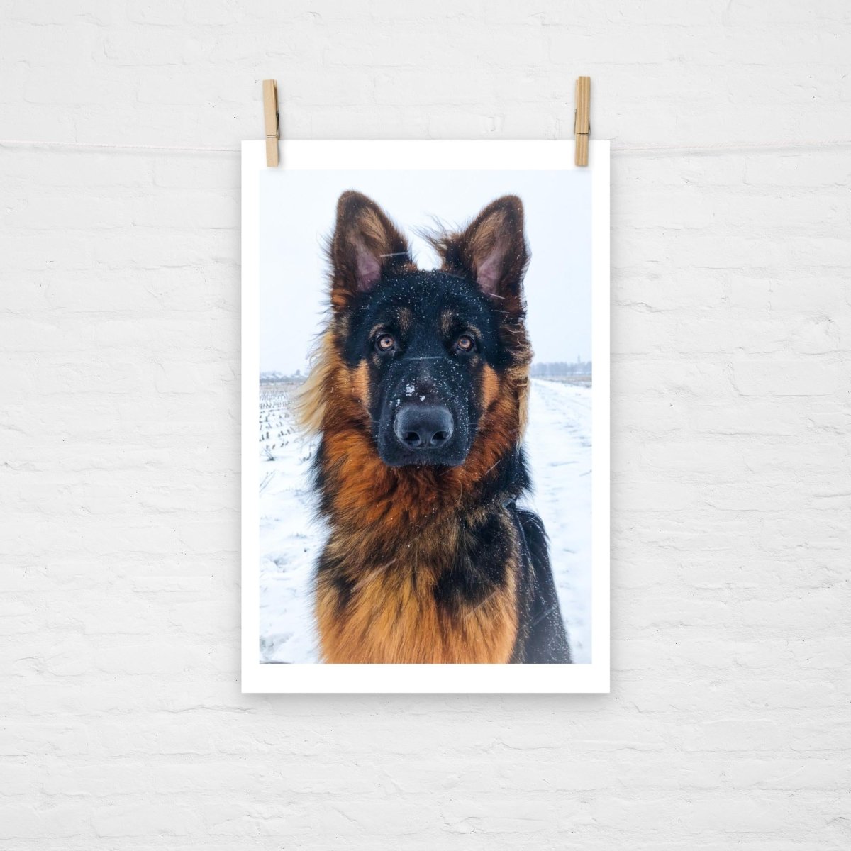 GSD in the Snow Poster - Funny Nikko