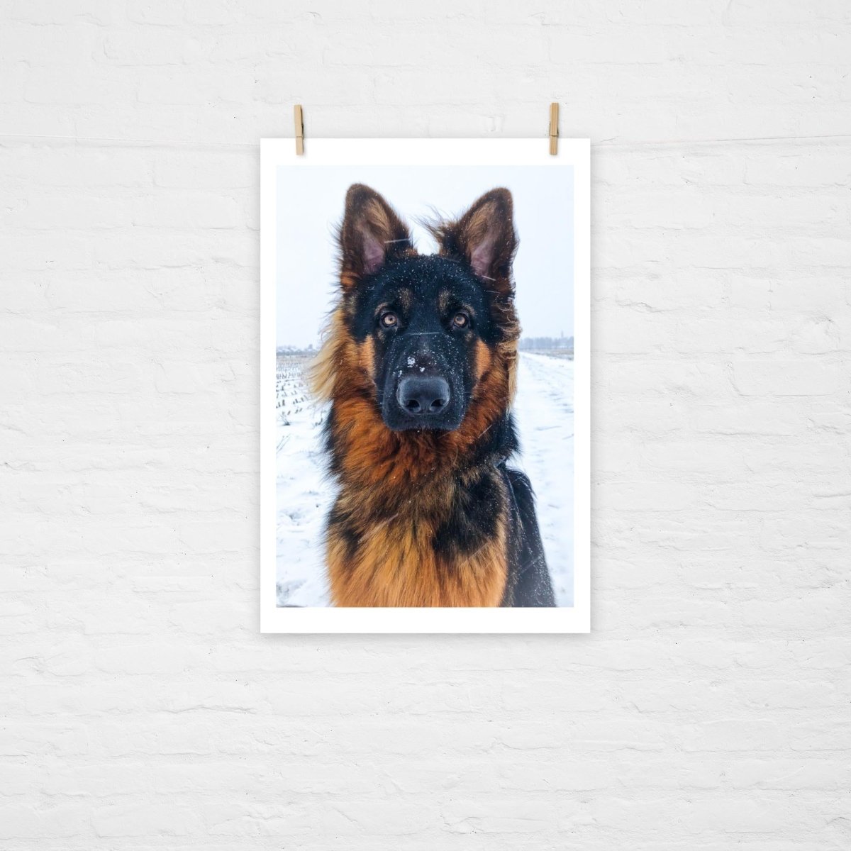 GSD in the Snow Poster - Funny Nikko