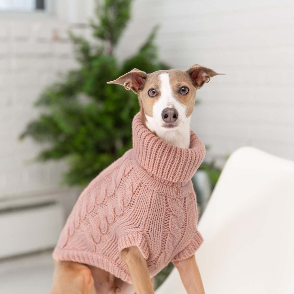 Snuggly Chalet Pet Sweater - Funny Nikko